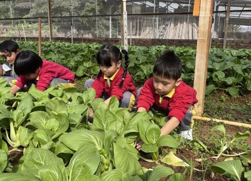 3愛班_1.我們參觀青協有機農場，學習種植的技巧